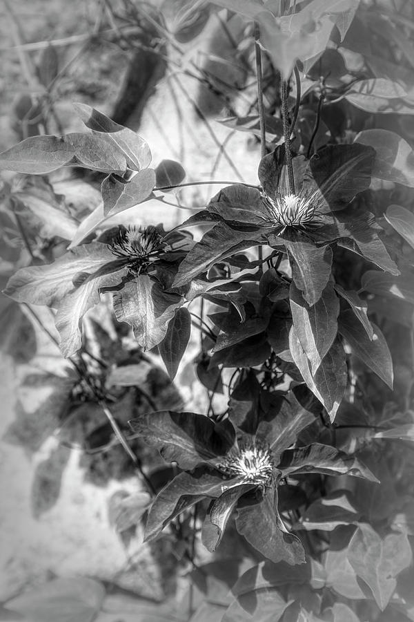 Garden Flowers in Black and White  Photograph by Debra and Dave Vanderlaan