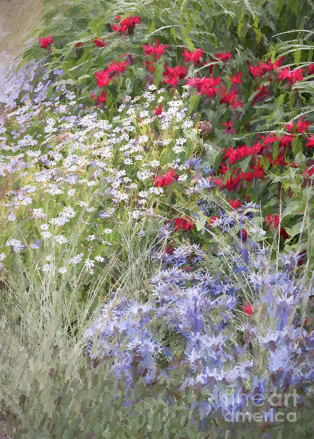 Summer Garden Flowers Monarda Asters Photograph by Philip Preston