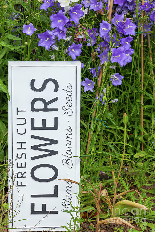 Garden flowers with fresh cut flower sign 0722 Photograph by Simon Bratt