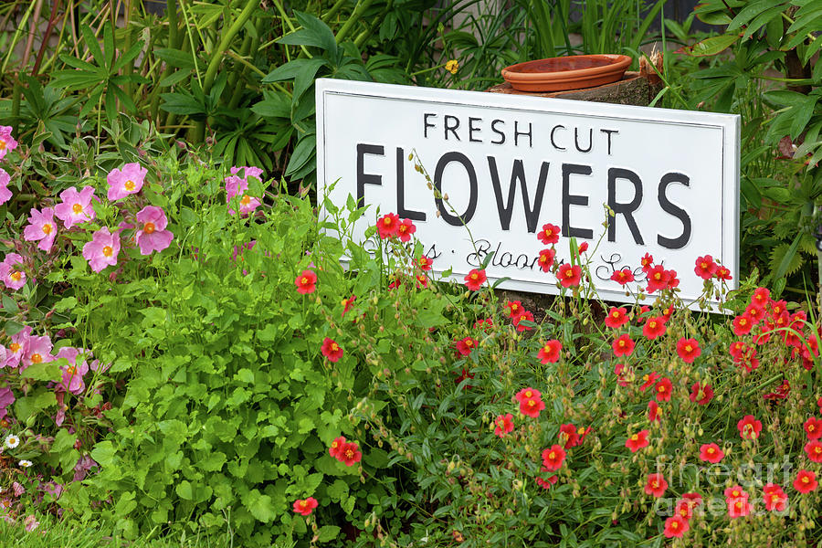 Garden flowers with fresh cut flower sign 0735 Photograph by Simon Bratt