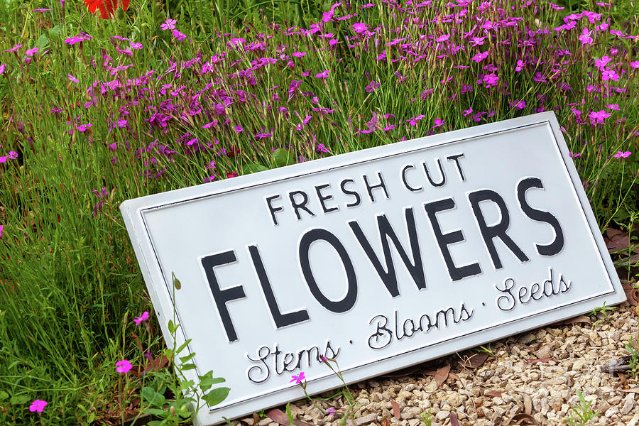 Garden flowers with fresh cut flower sign 0737 Photograph by Simon Bratt