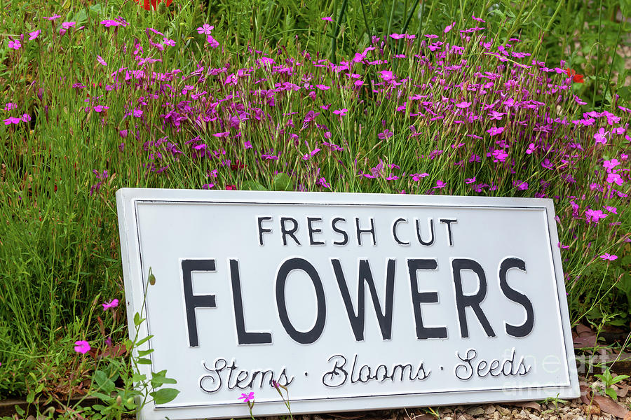 Garden flowers with fresh cut flower sign 0738 Photograph by Simon Bratt