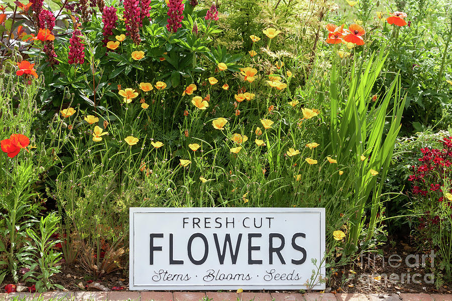 Garden flowers with fresh cut flower sign 0747 Photograph by Simon Bratt