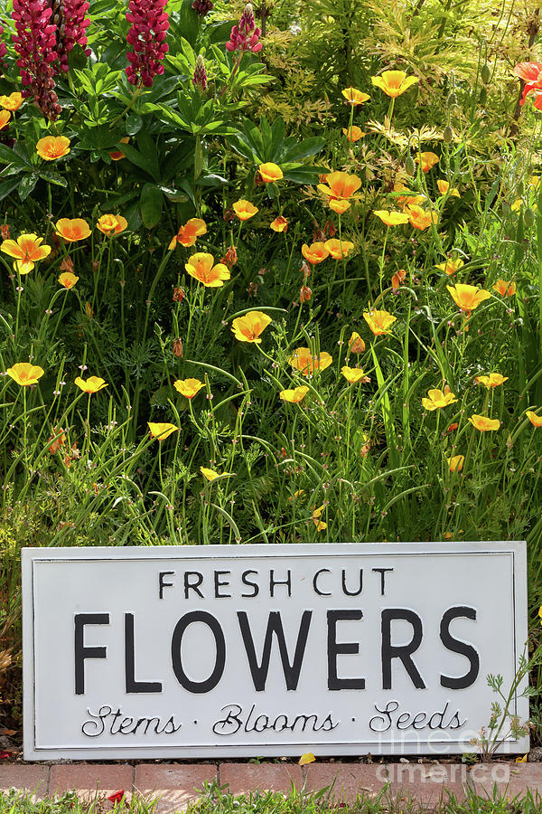 Garden flowers with fresh cut flower sign 0749 Photograph by Simon Bratt