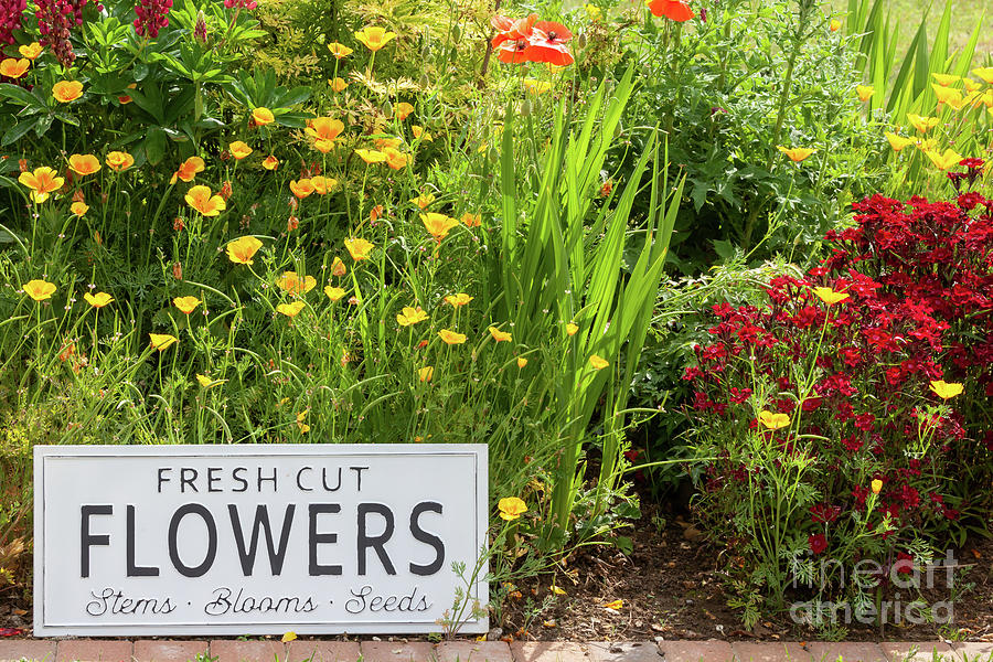 Garden flowers with fresh cut flower sign 0751 Photograph by Simon Bratt