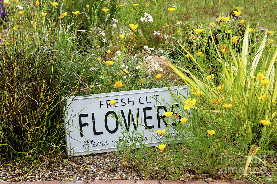 Garden flowers with fresh cut flower sign 0763 Photograph by Simon Bratt