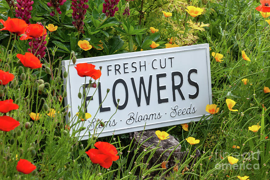 Garden flowers with fresh cut flower sign 0765 Photograph by Simon Bratt