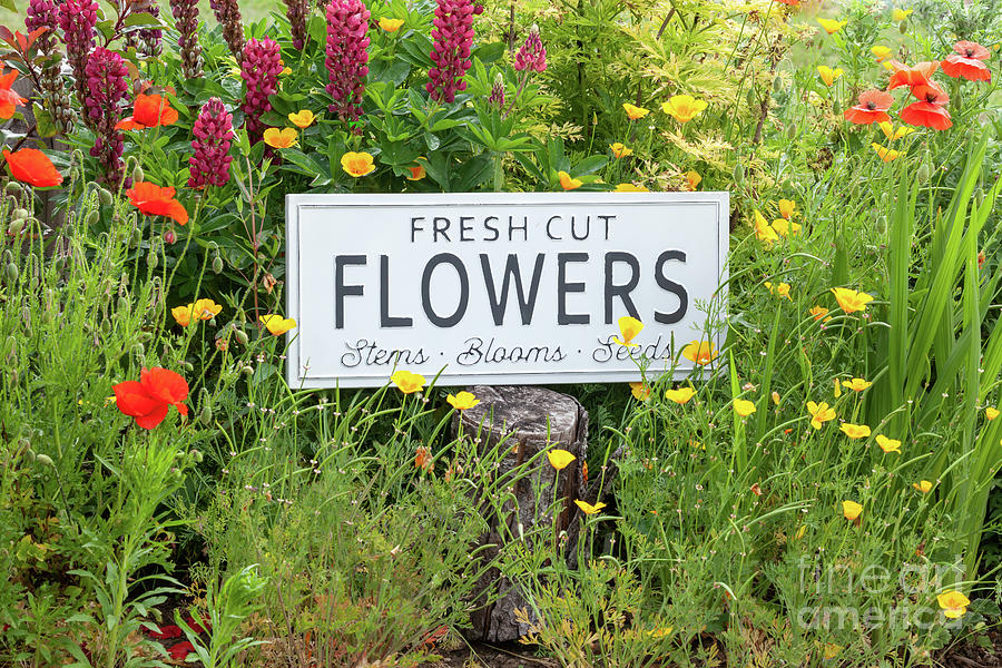 Garden flowers with fresh cut flower sign 0769 Photograph by Simon Bratt