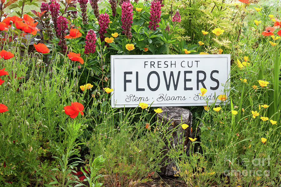 Garden flowers with fresh cut flower sign 0771 Photograph by Simon Bratt