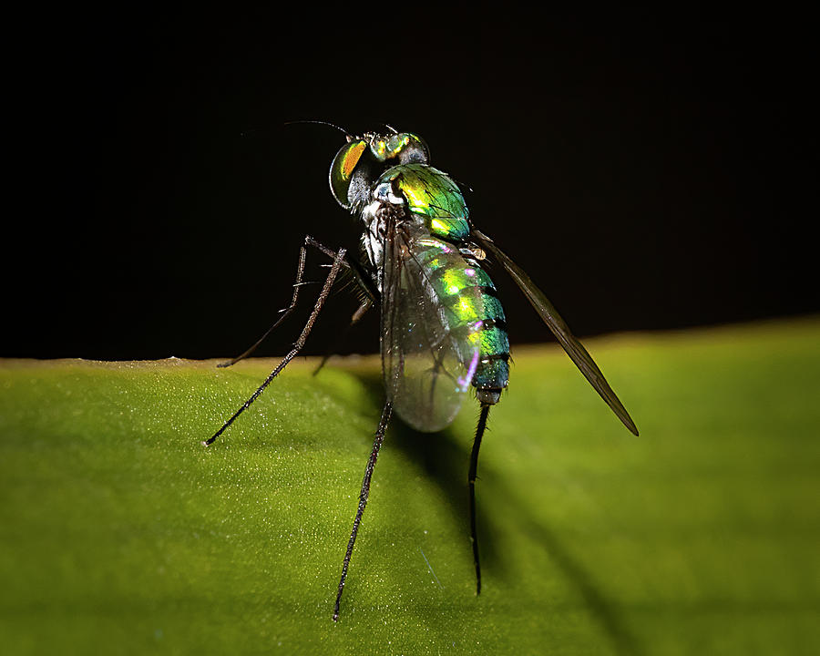 Garden Fly Prepares For Takeoff Photograph by Mark Andrew Thomas