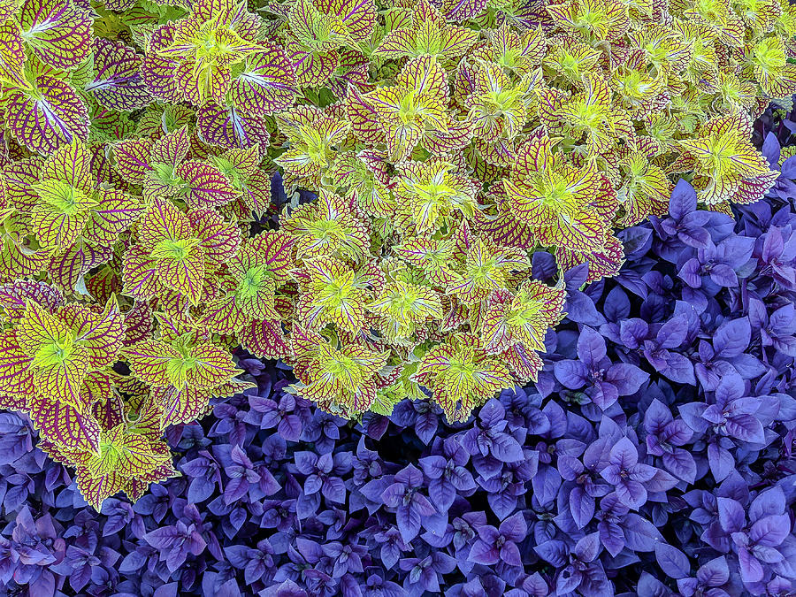 Garden Foliage Diptych 1 Photograph by Adam Romanowicz