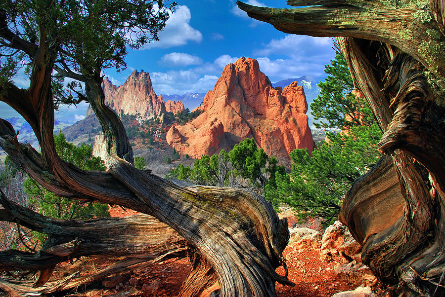 Colorado Springs Photograph - Garden framed by twisted Juniper Trees by John Hoffman