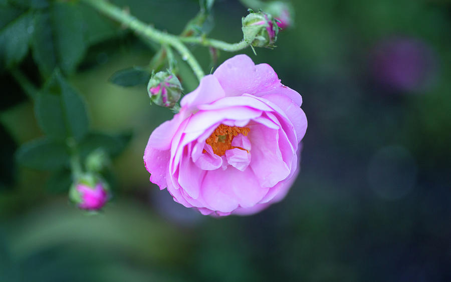Garden French Rose Photograph by Rachel Morrison