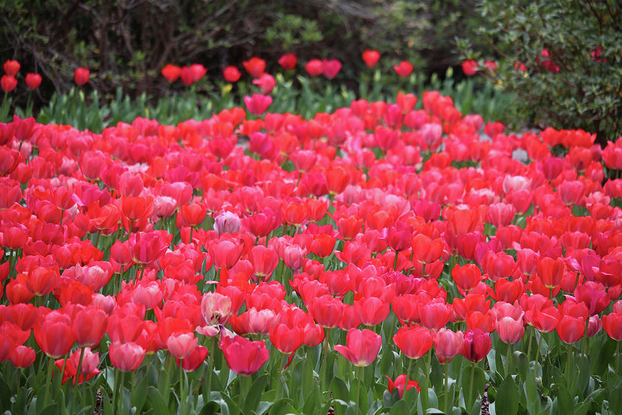 Garden Full Of Pink Tulips Photograph by Cynthia Guinn