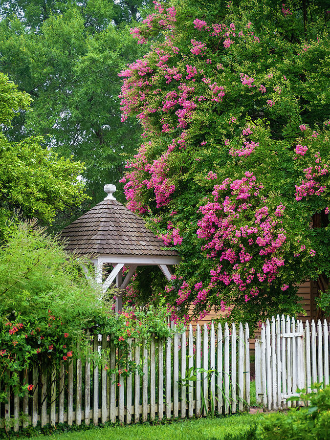 Garden Gazebo in Colonial Williamsburg Photograph by Rachel Morrison