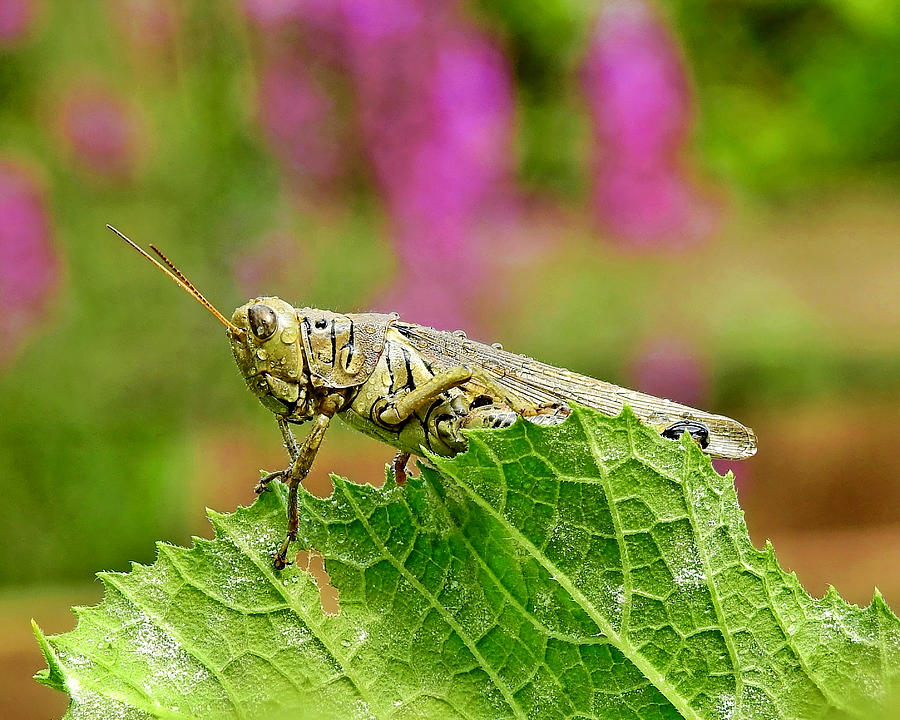 Grasshopper Photograph - Garden Grasshopper by Carmen Macuga