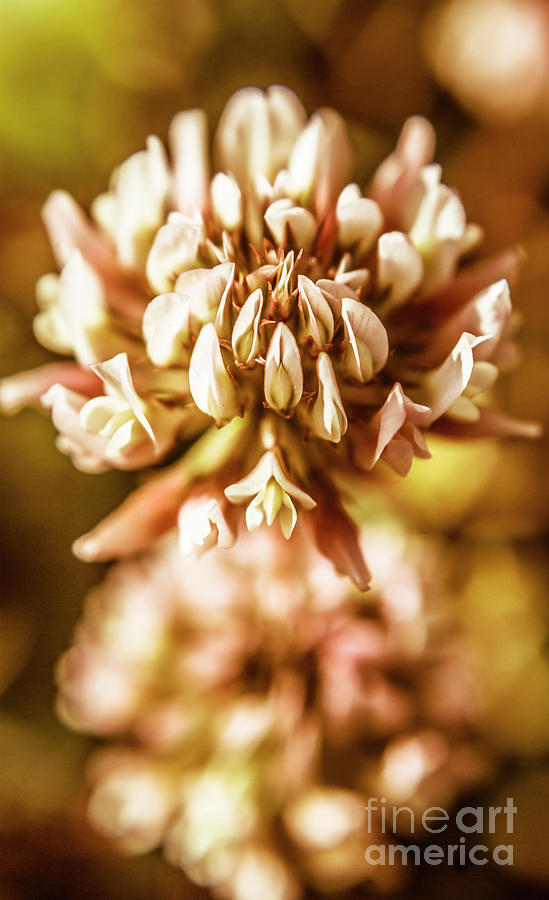 Garden grove clove Photograph by Jorgo Photography