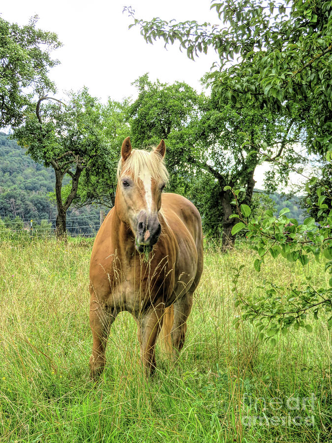 haflinger grizzly garden