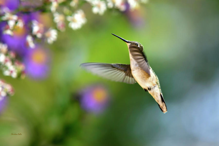 Hummingbird Photograph - Garden Hummingbird by Christina Rollo