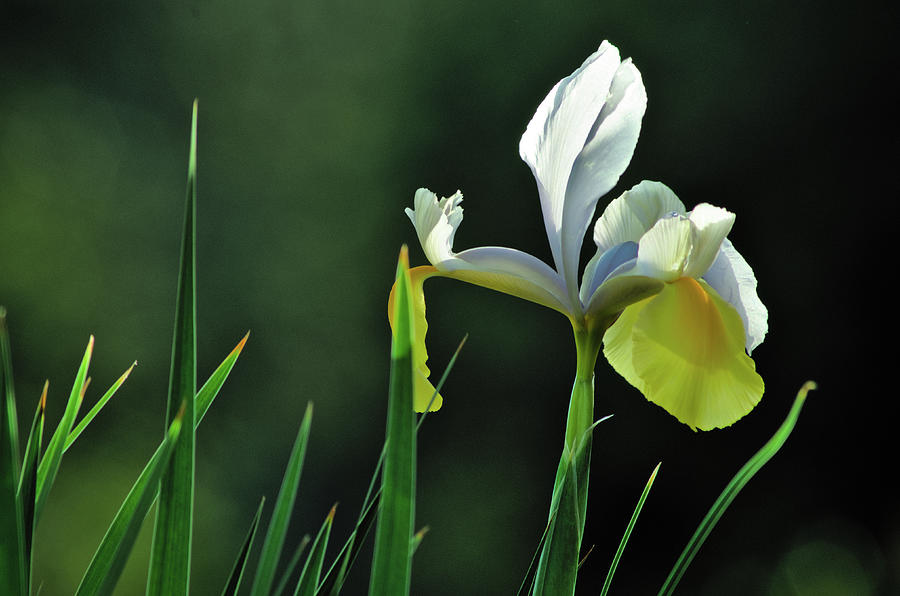 Garden Iris and Leaves Photograph by Angelo DeVal