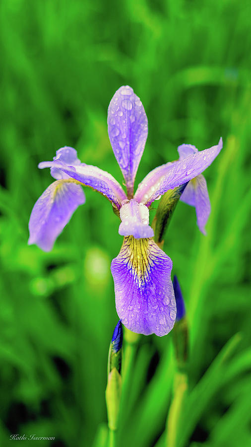 Garden Iris Photograph by Kathi Isserman