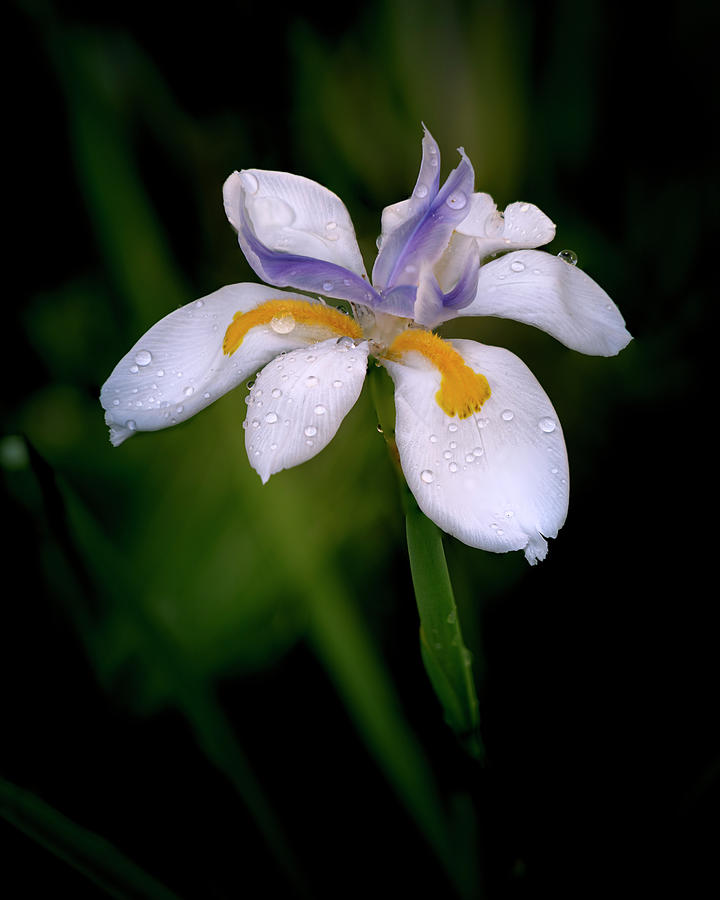 Garden Iris Photograph by Lawrence Pallant