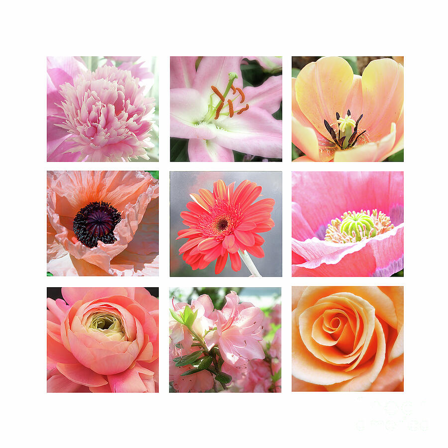 Flower Photograph - Garden Jewels pink peach by Addie Hocynec