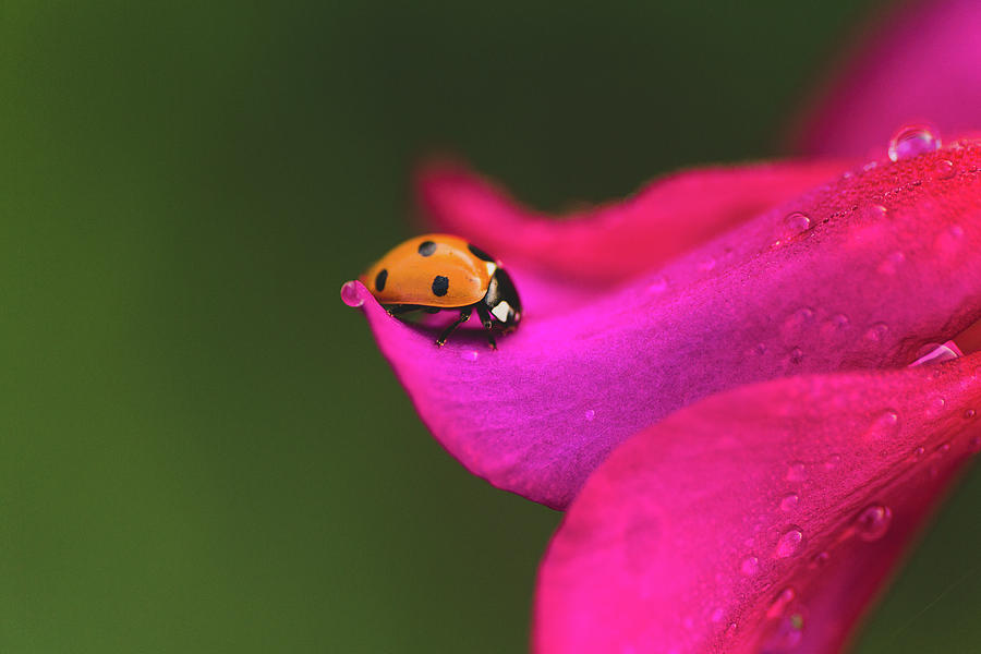 Garden Ladybug Photograph by Rachel Morrison