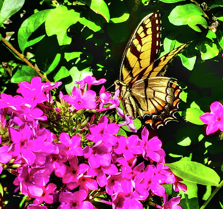 Butterfly Photograph - Garden Monarch by Dean Williams
