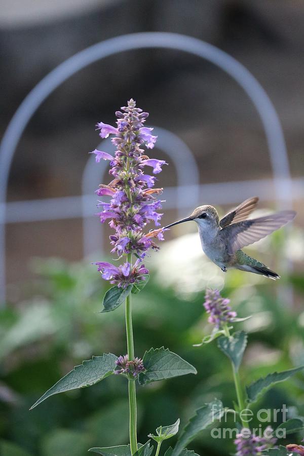 Garden Morning Hummingbird Photograph by Carol Groenen