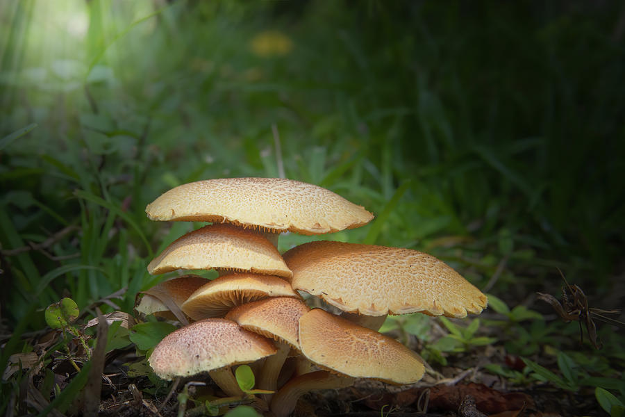 Garden Mushrooms Photograph by Mark Andrew Thomas