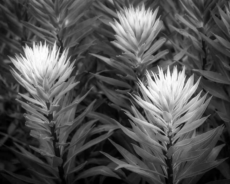 Garden Odyssey Photograph by James Barber Garden Odyssey Photograph by James Barber