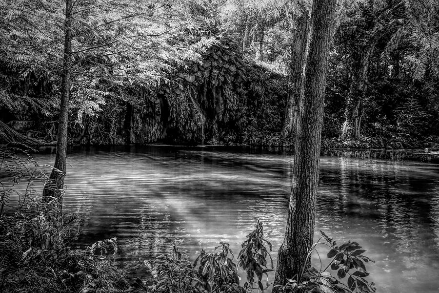 Garden of Eden Black and White Photograph by Judy Vincent
