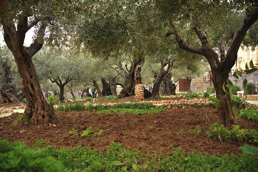 Garden of Gethsemane_006 Photograph by James C Richardson