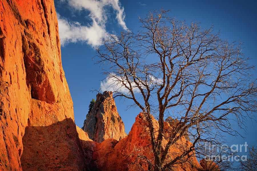 Garden of the Gods Red rock and tree Photograph by Abigail Diane Photography