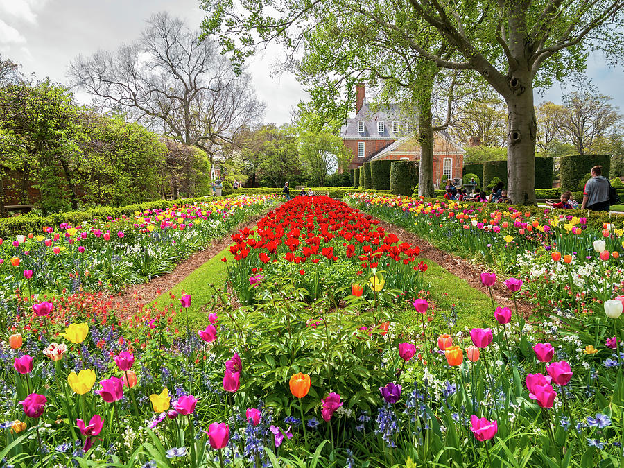 Garden of Tulips at the Palace  Photograph by Rachel Morrison