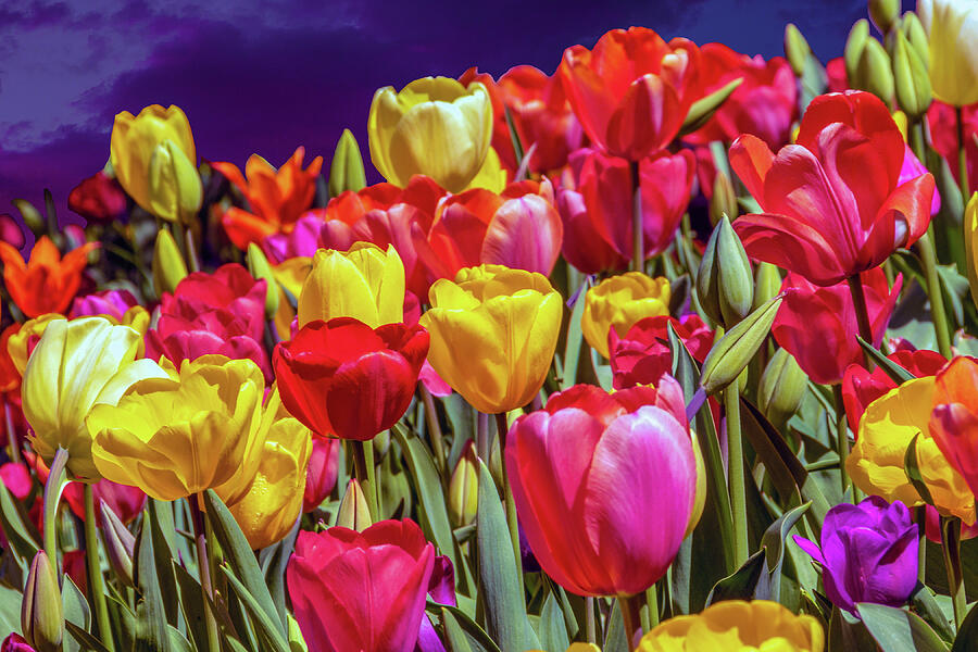 Garden of Tulips Photograph by William Havle