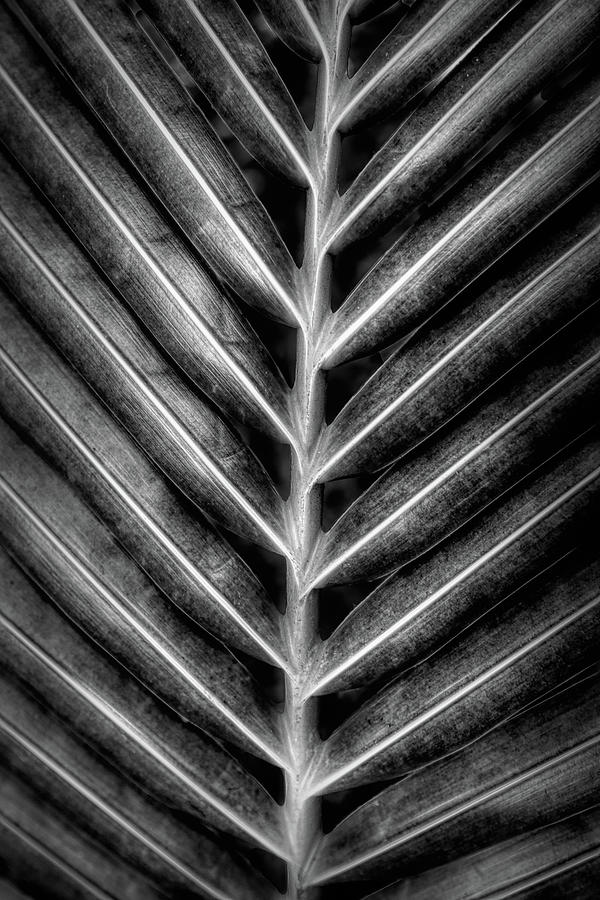 Garden Palm Fronds Black and White Photograph by Debra and Dave Vanderlaan