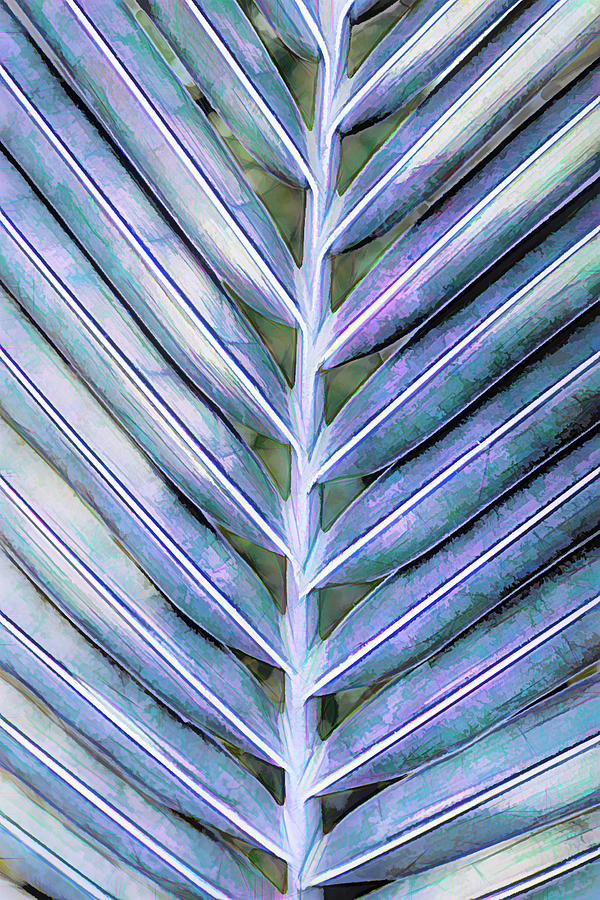 Garden Palm Fronds Photograph by Debra and Dave Vanderlaan