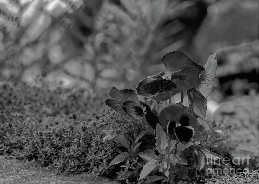 Garden Pansy in Monochrome Photograph by Pics By Tony
