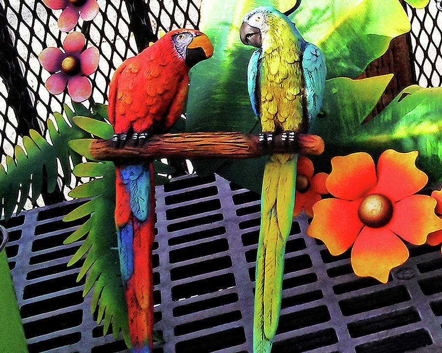 Garden Parrots Photograph by Andrew Lawrence