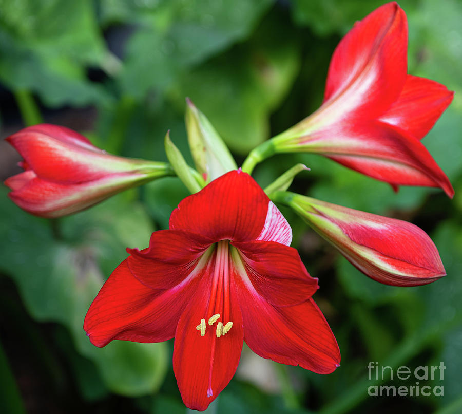 Garden Perrinals - Red Trumpet Lilium Photograph by Dale Powell