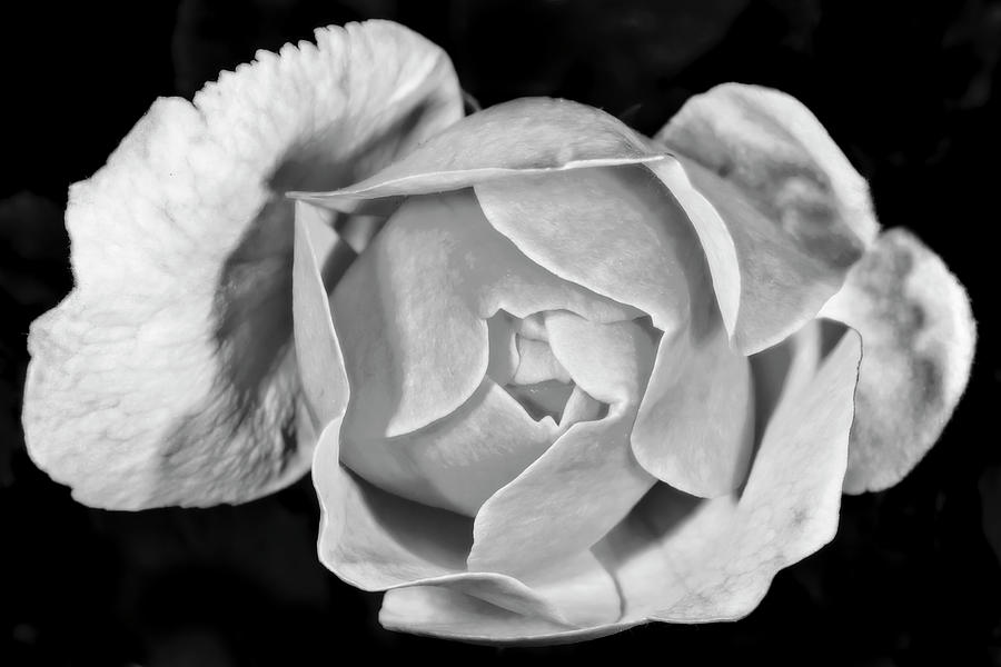 Garden Pink Rose BW Photograph by Susan Candelario
