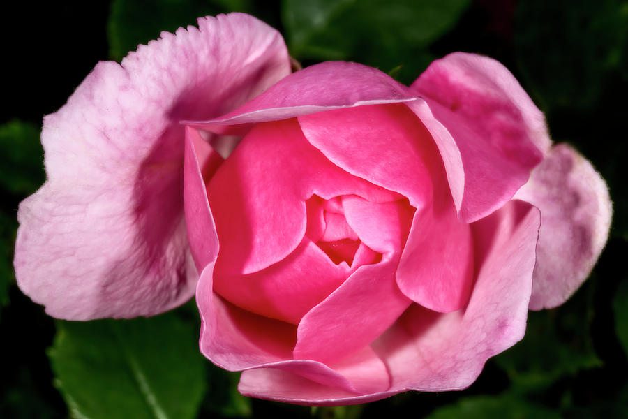 Garden Pink Rose Photograph by Susan Candelario