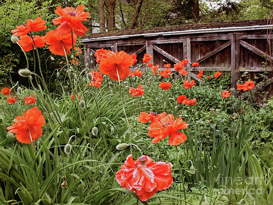 Garden Poppies and Shed Photograph by Barbara McMahon