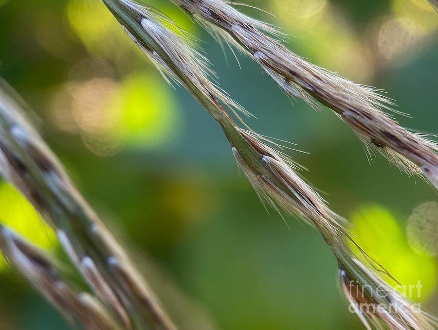 Garden Reeds Photograph by Diana Rajala