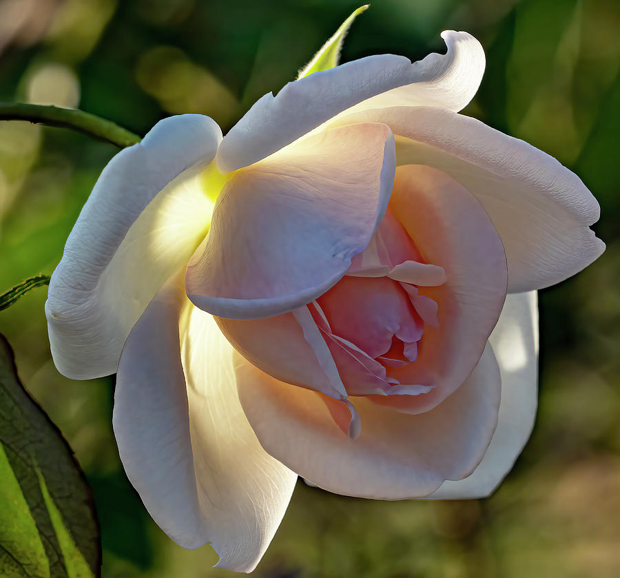 Garden Rose 2 Photograph by Jerry Connally
