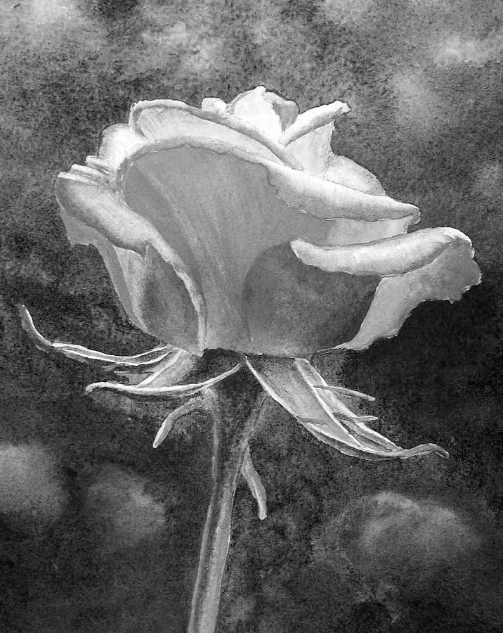 Garden Rose Flower In Black And White Watercolor Painting