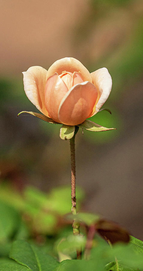Garden Rose Photograph by Jerry Connally
