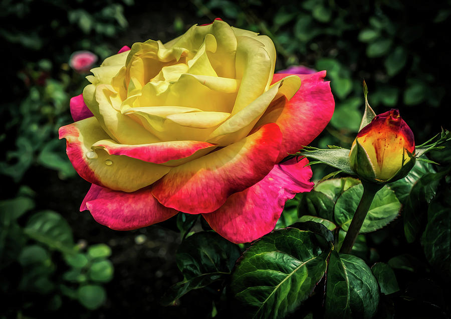Garden Rose Photograph by Lilia S